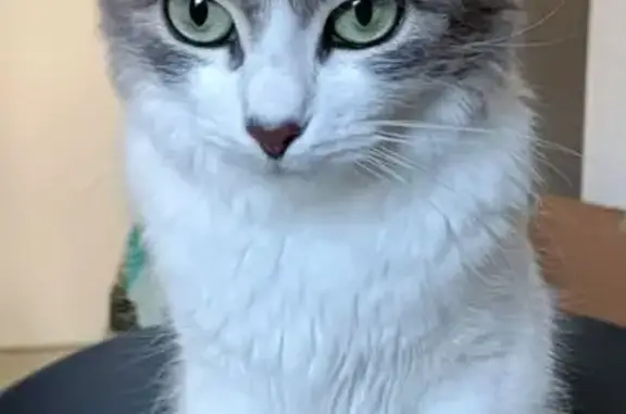 Chatte grise et blanche perdue à Bouillargues - photo