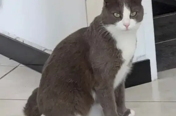 Animaux perdus Hérouville-Saint-Clair, photo: Chatte perdue grise et blanche, Hérouville