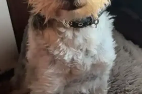 Chien perdu Maxéville, photo : Chien perdu : Fox Terrier-Griffon mixte