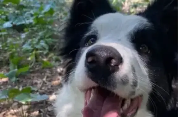 Perro Perdido: Border Collie Milo en Dos Hermanas