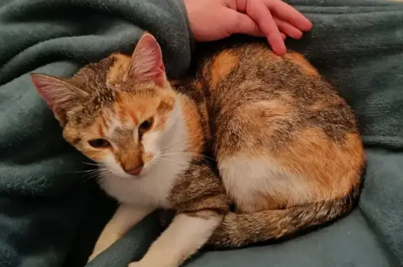 Chatte jeune trouvée à Siros, cherche foyer - photo
