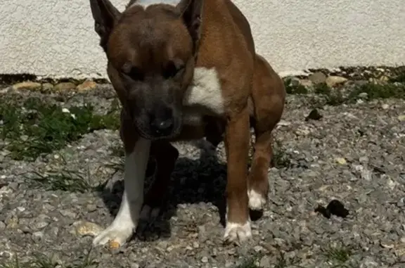 Bull terrier trouvée à Lézignan-Corbières - photo