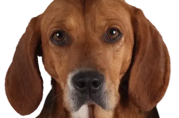 Chien trouvé Lanrodec, photo: Beagle marron trouvé à Saint-Pever