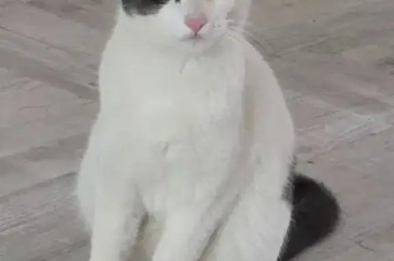 Chatte perdue, rue Hoche, Villefranche - photo