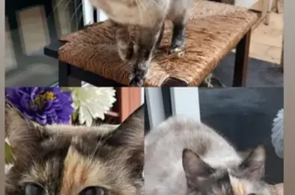 Gata Perdida: Mancha Naranja en Sant Feliu