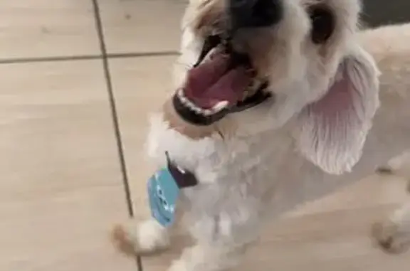 Poodle Maltês Desaparecido em...