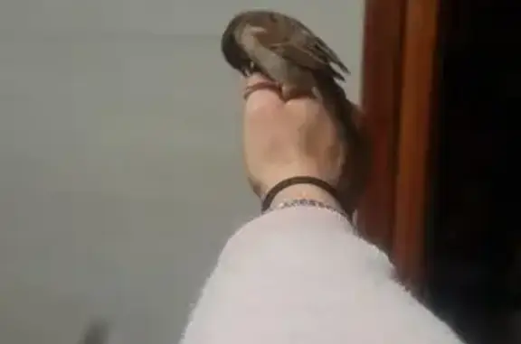 Gorrión Sociable Perdido en Oropesa del Mar