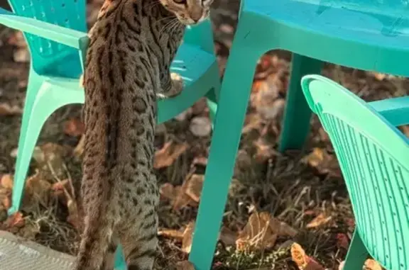 Animaux perdus Saint-Cézaire-sur-Siagne, photo: Chats Bengal perdus à Saint-Cézaire