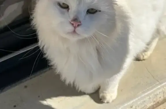 Animaux trouvés Clamecy, photo: Chat blanc sibérien trouvé à Clamecy