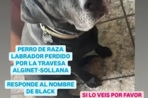 Perro Perdido: Labrador Negro en Alginet