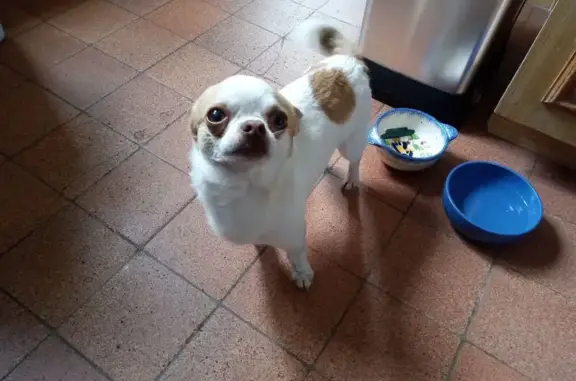 Animaux trouvés Bouville, photo: Chihuahua mâle trouvé à Bouville