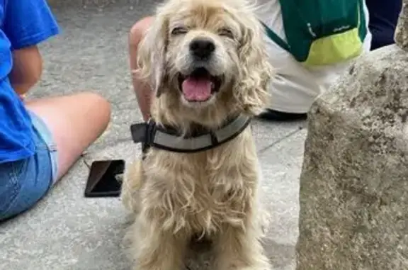 Chien perdu , photo : Gypsy, chien perdu, bandana rouge, Vaux