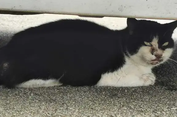 Chat noir et blanc balafré à Ploudaniel - photo