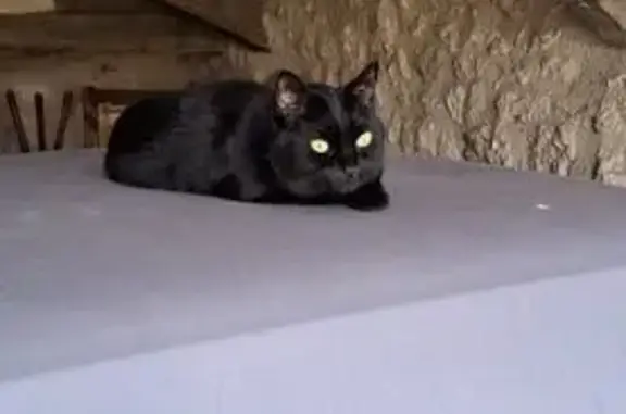 Chat perdu, , photo: Chat noir perdu, 10 ans, Fontanes