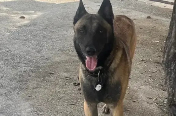 Chien trouvé Nice, photo: Chien type malinois vu à Nice, non sécurisé