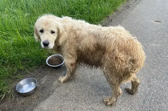 Chien trouvé à Bonnay-Saint-Ythaire - photo