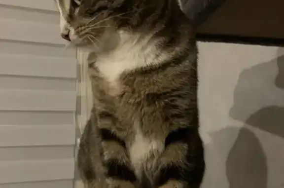 Chat perdu, , photo: Chatte tricolore perdue, Rue de Charatre