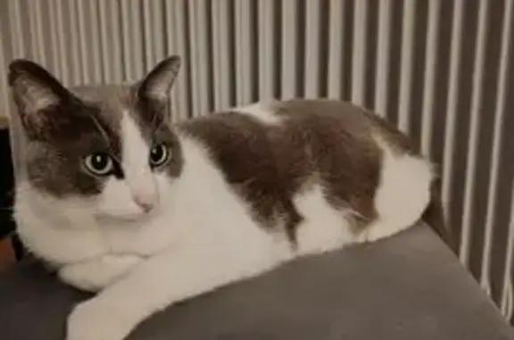 Chat perdu : blanc et gris, peureux, Bon-Encontre - photo