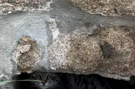 Animaux trouvés , photo: Chat gris tigré apeuré trouvé à Tiranges