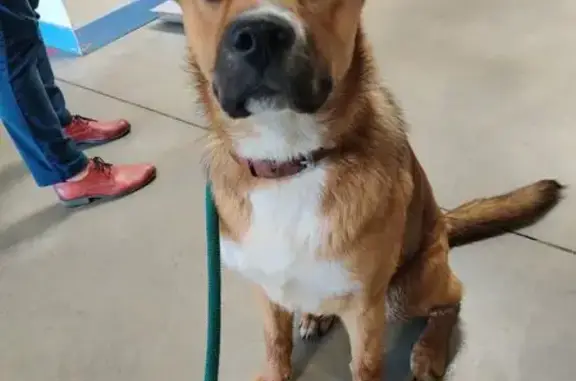 Chien trouvé docile à Sarzay - photo