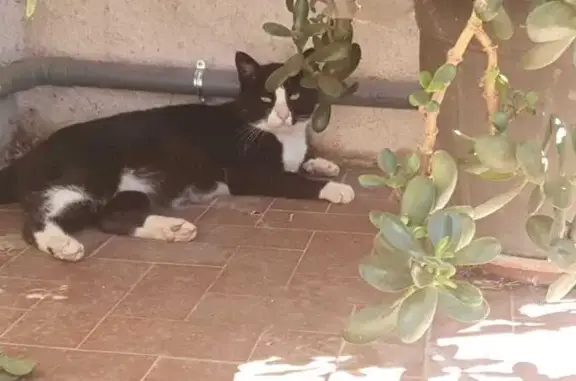 Animaux perdus Toulon, photo: Chatte Chanel perdue à Toulon Ouest