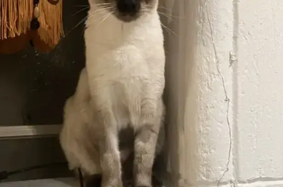 Chat siamois perdu à Martigues - photo