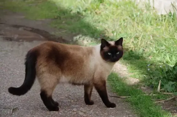 Chat perdu, Maureillas-las-Illas, photo: Chatte perdue, croisée, yeux bleus, Maureillas