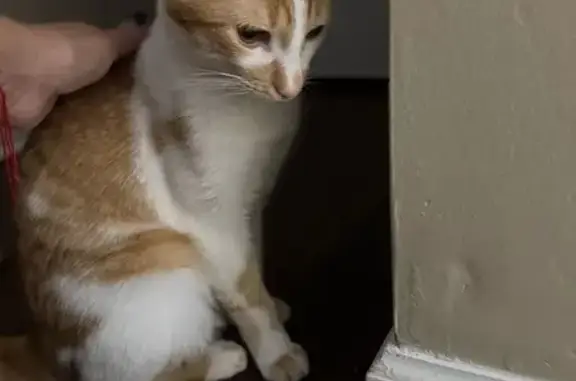 Lost Cat: Friendly White & Orange Kitty