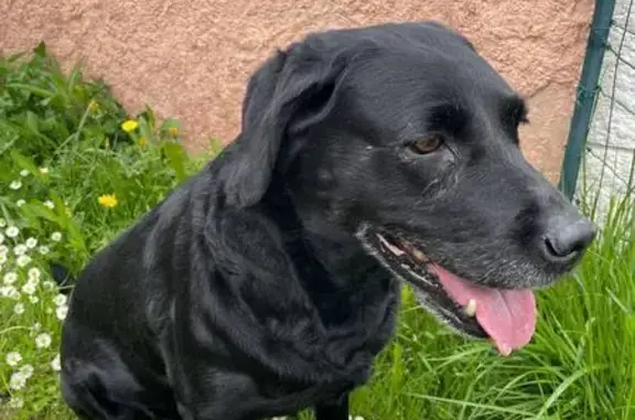Chien trouvé Véretz, photo: Chienne Labrador noire trouvée à Véretz
