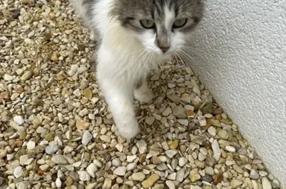Animaux trouvés Saint-Claud, photo: Chat trouvé: blanc, noir, gris, câlin