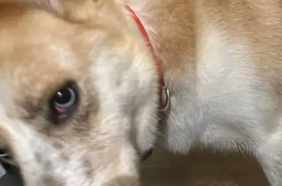 Found: White & Tan Dog, Blue Eyes, Austin