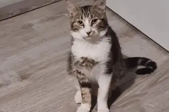 Animaux perdus Angoulême, photo: Chat perdu tigré blanc, Angoulême