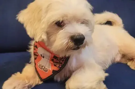 Cachorro Dócil Encontrado em O...