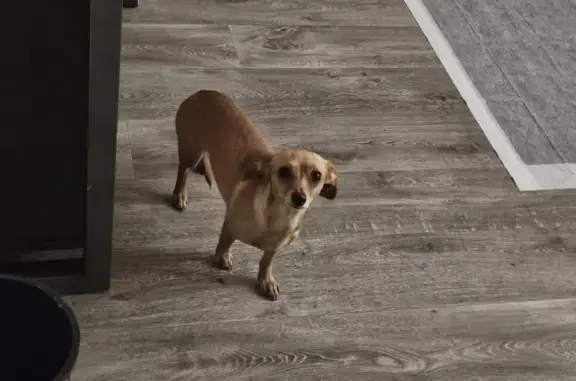Found: Young Beige Wiener Dog in Knollwood