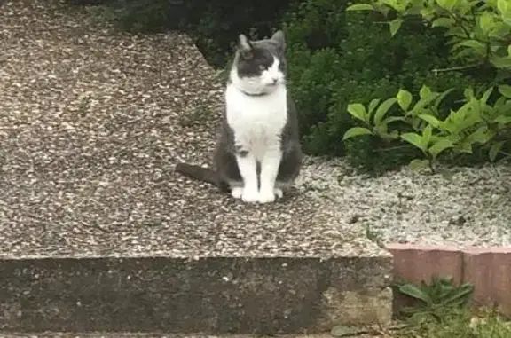 Chatte perdue, rue Roger Poujol, Grand-Couronne - photo