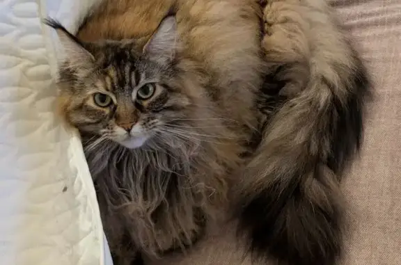 Chat perdu, Beauvoisin, photo: Chat perdue marron, poilue, Beauvoisin