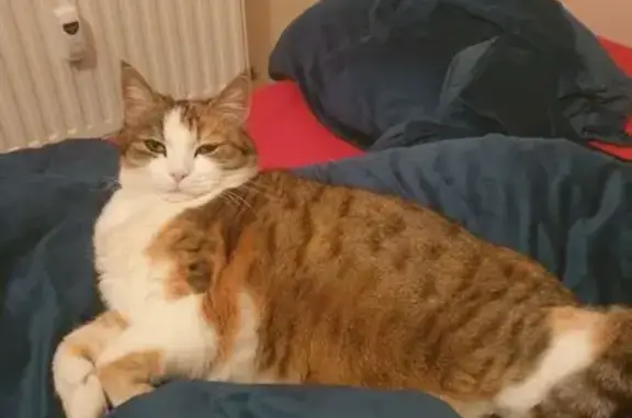 Chatte perdue, peureuse mais câline - photo