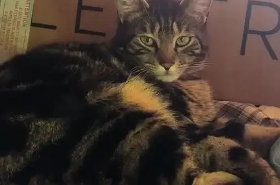Chatte tigrée perdue entre Aressy et Ousse - photo