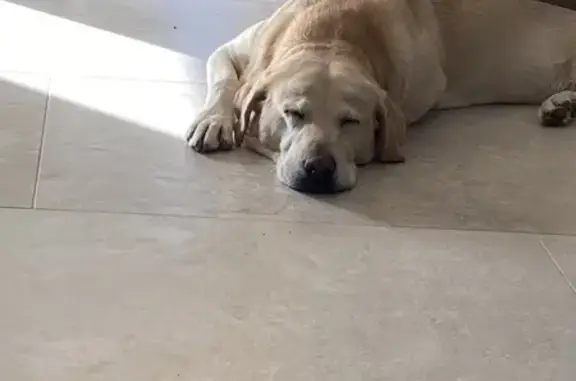 Labrador sable perdu, sans collier, Ardentes - photo