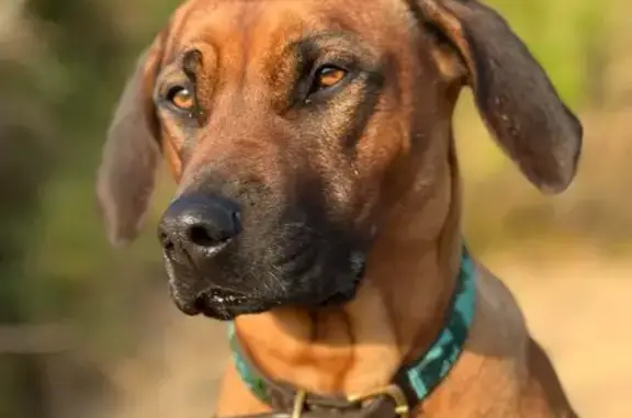 Chien perdu Saint-Nazaire, photo : Chienne Rhodesian perdue à Saint-Nazaire
