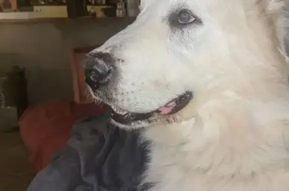 Animaux perdus , photo: Chien blanc sourd perdu à Choue (13 ans)