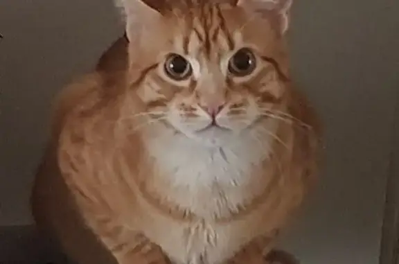 Se busca: Gatito Perdido en Viladecans