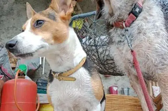 Chien perdu , photo : Chien perdu à Saint-Pierre-en-Faucigny
