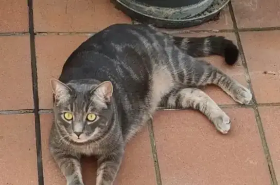 Gato Gris Perdido en León: ¡Ayúdanos!