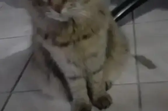 Chatte angora tigrée perdue à Issoire - photo