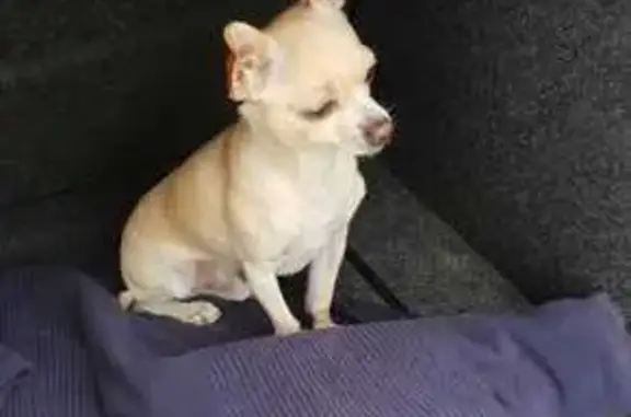Perro Chihuahua Beige Perdido en Pájara, FV-30