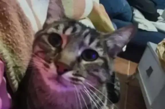 ¡Gato Atigrado Perdido en Huelva!