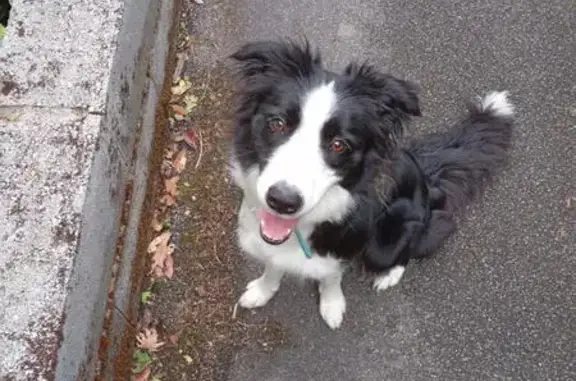 Border collie perdue à Bénodet - photo