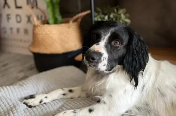 Perrito Asustado Encontrado en...