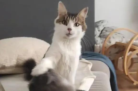 Chatte blanche/tigrée perdue à Hirson - photo